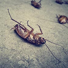 Dead Roach