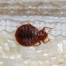 Bedbug