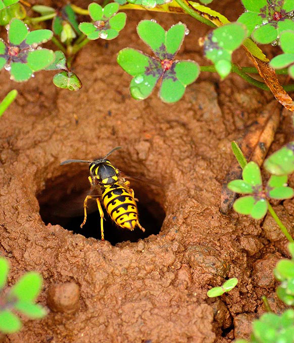 ground yellow jackets