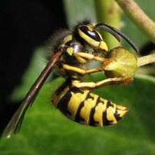 Bee