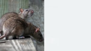 Mice
